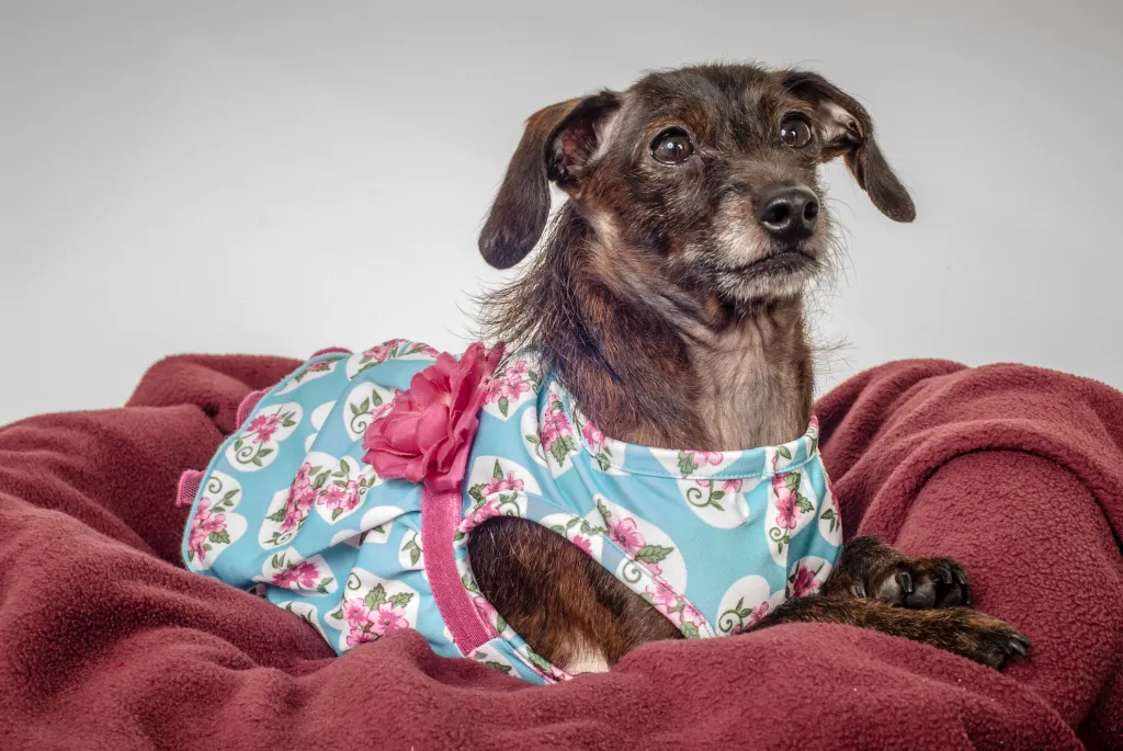 A senior Doxiepoo sitting comfortable in a red blanket bundle. This happy looking Dachshund Poodle mix wears a blue and pink floral dress.