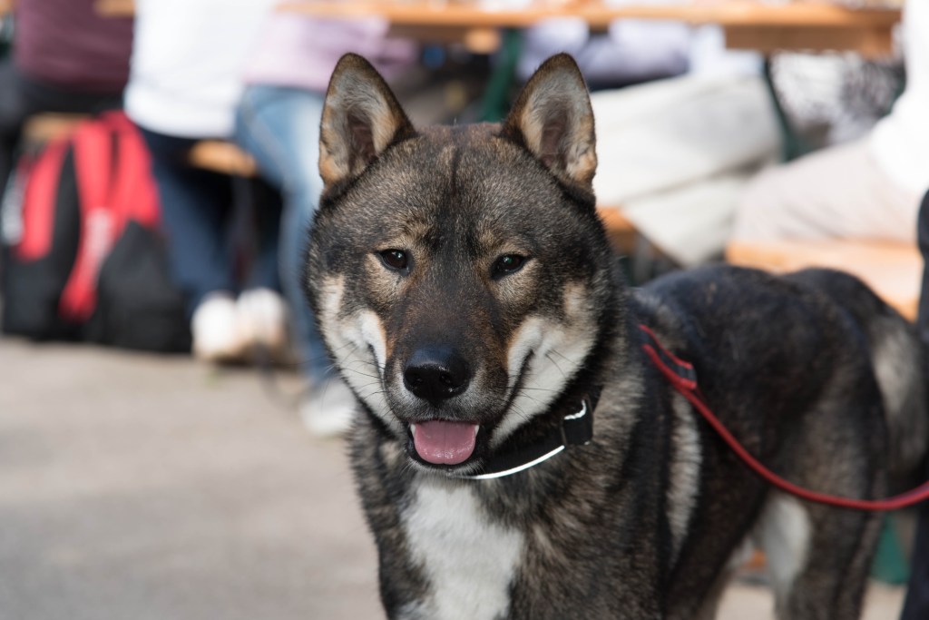 Portrait of a Shikoku dog smiling