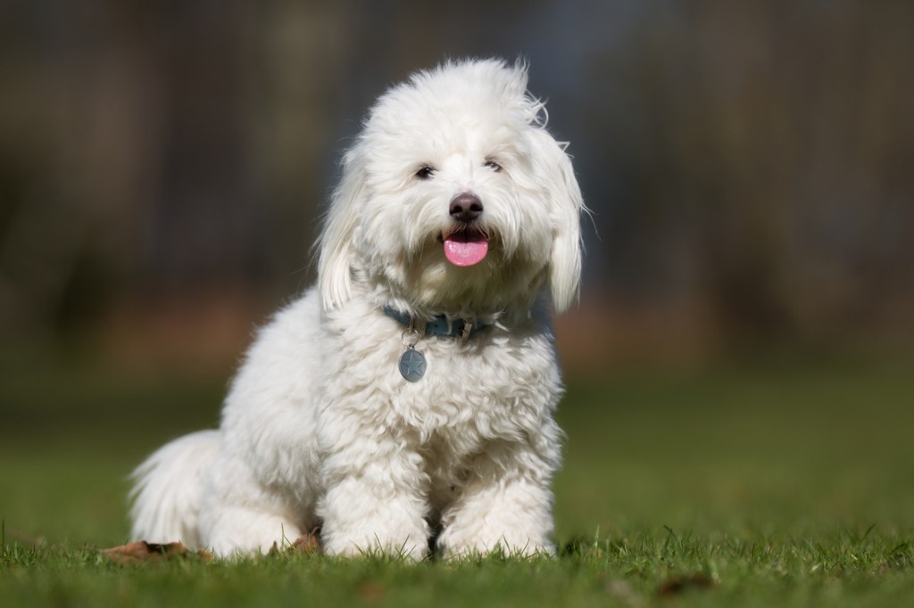 A purebred Coton de Tulear dog without leash outdoors in the nature on a sunny day.