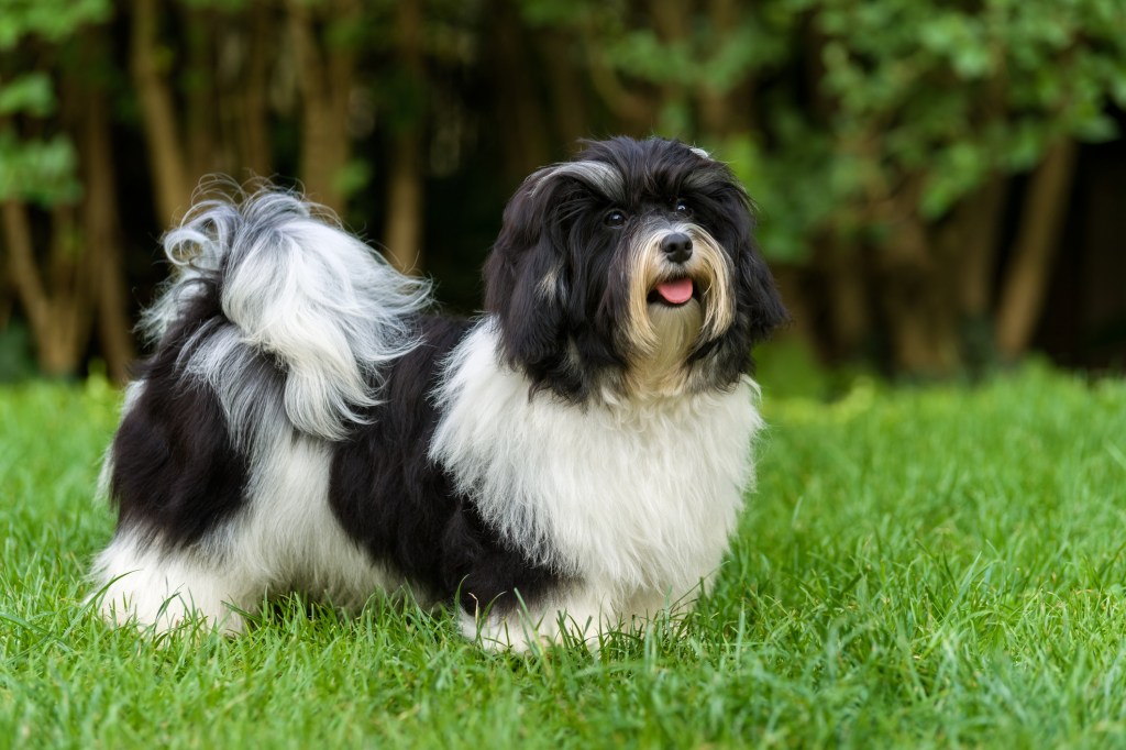 Happy black and white Havanese puppy, one of the best small breeds for first-time owners, in the grass.