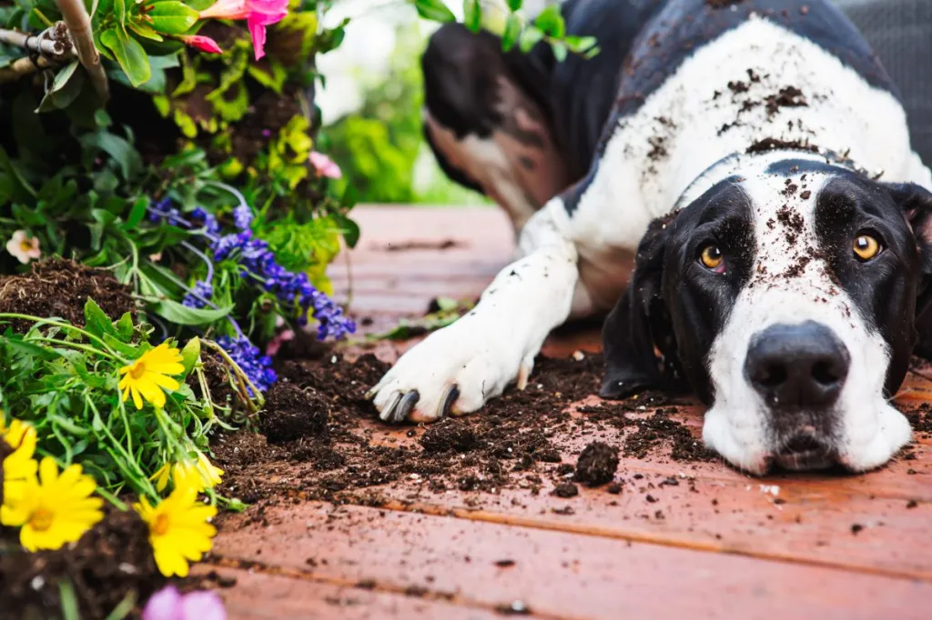 An adorable, but silly guilty-looking harlequin Great Dane with piercing amber eyes looks at the camera. Nearby, beautiful flowers this big dog dug up.