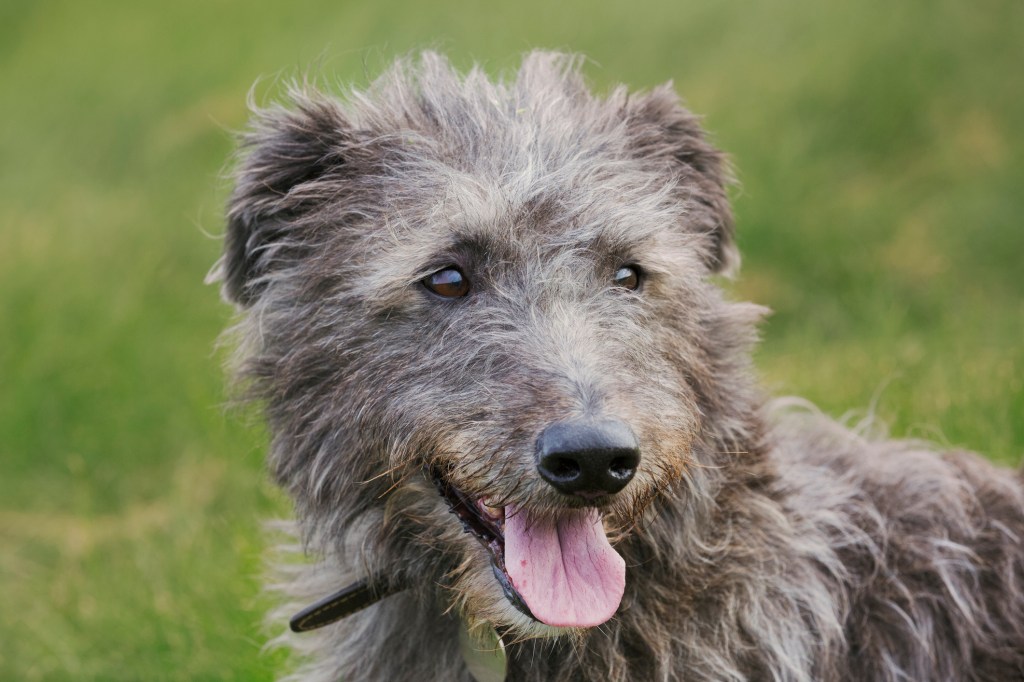 A beautiful Scottish Deerhound standing in the grass, looking left of camera.