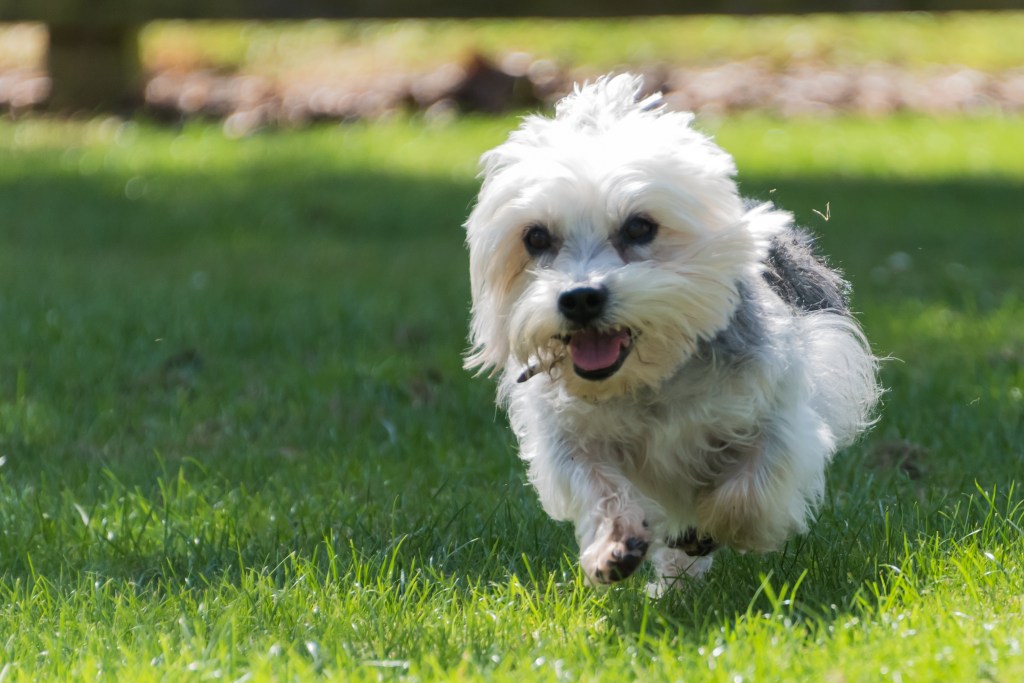 Tiny Dandie Dinmont Terrier running towards the camera in a field