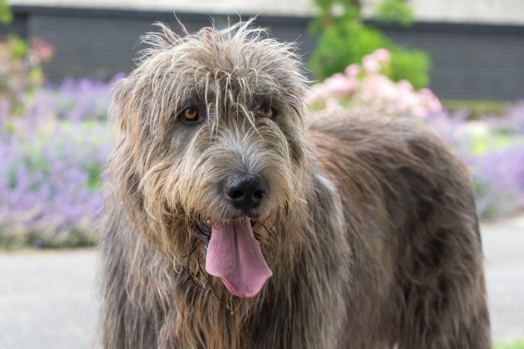 An Irish Wolfhound with his tongue sticking out