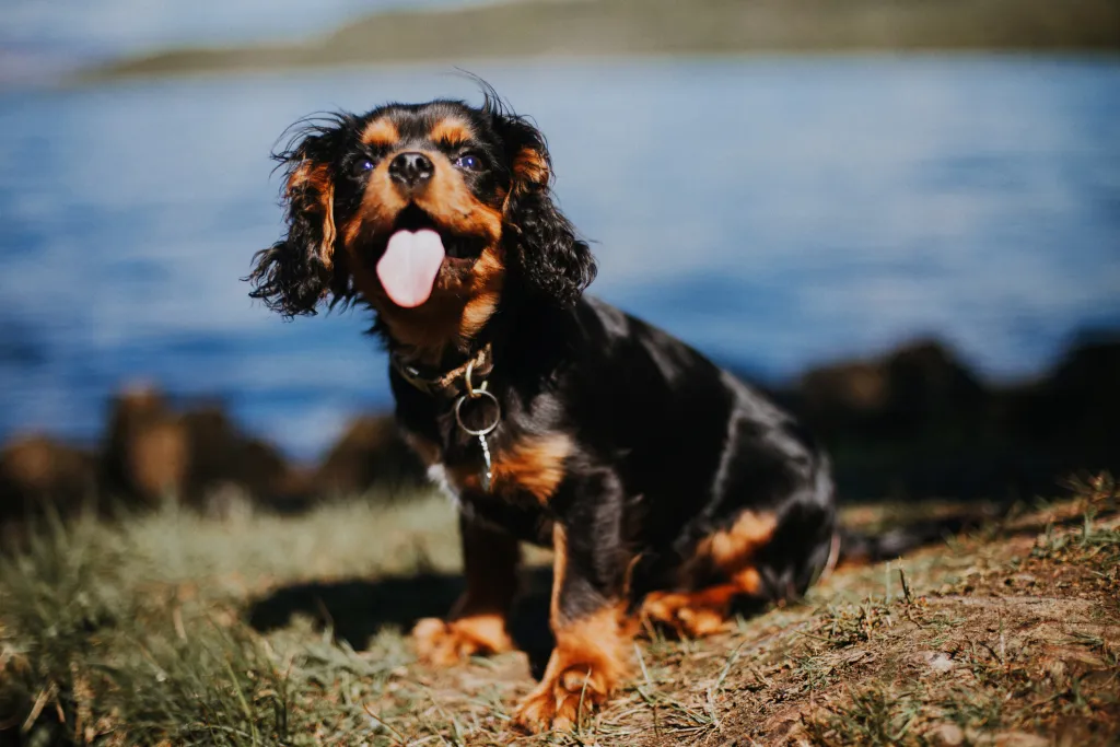 Black and tan Cavalier King Charles Spaniel puppy standing on the shore of Loch Lomond with his tongue out on a sunny day.