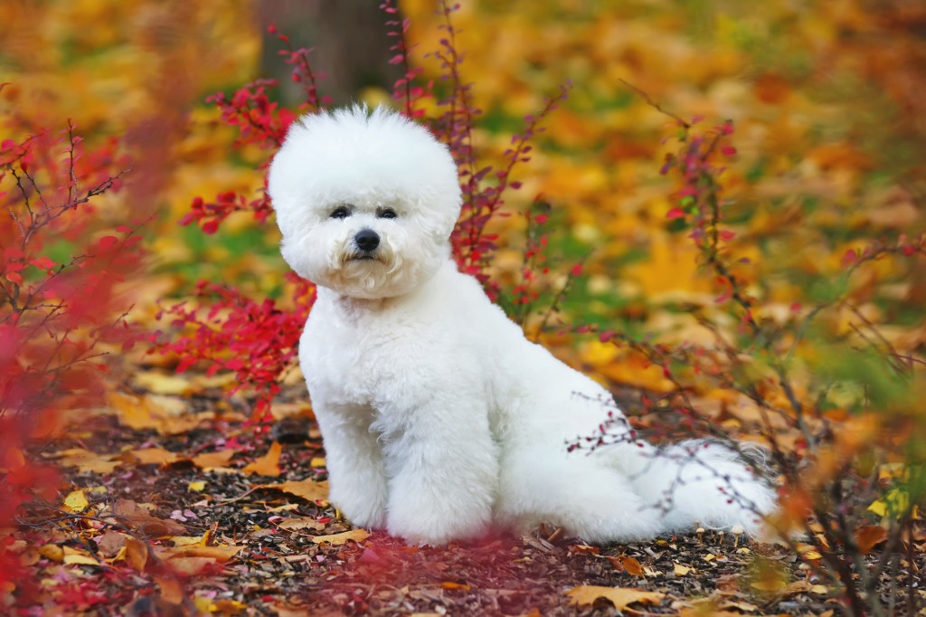 White Bichon Frise, a small dog, with a stylish haircut posing outdoors in autumn