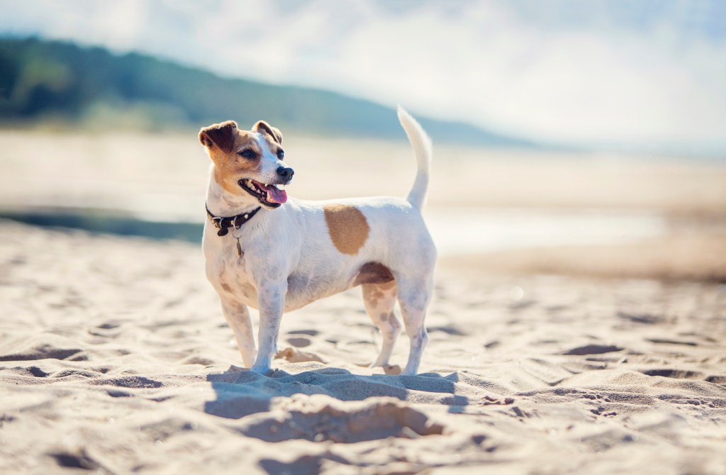 A Jack Russell Terrier stands on a beach wearing a collar with an ID tag, a smart choice for safety with dogs on the beach.