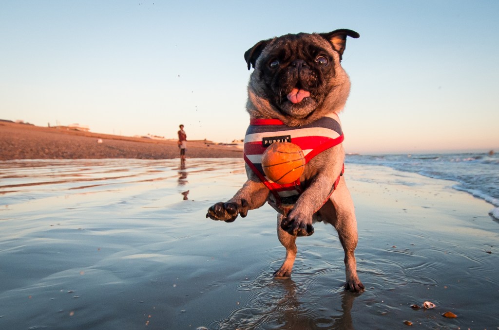 A Pug jumping for a ball at the beach. The small toy basketball has a smooth coated texture, a smart choice when following safety tips for dogs at the beach.