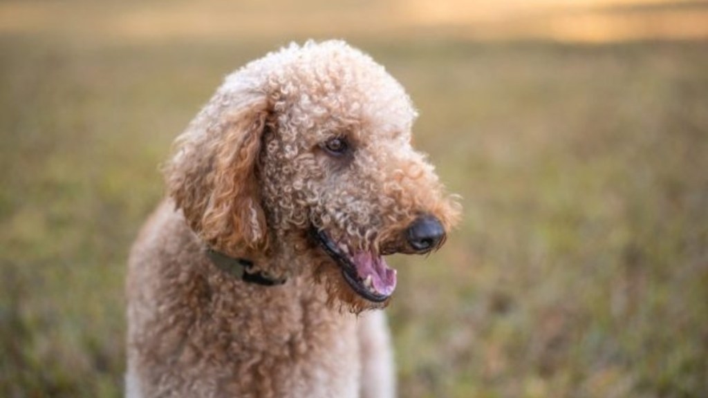 A Goldendoodle dog, like the one in North Carolina who was recently shot by a neighbor.