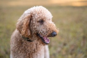 A Goldendoodle dog, like the one in North Carolina who was recently shot by a neighbor.