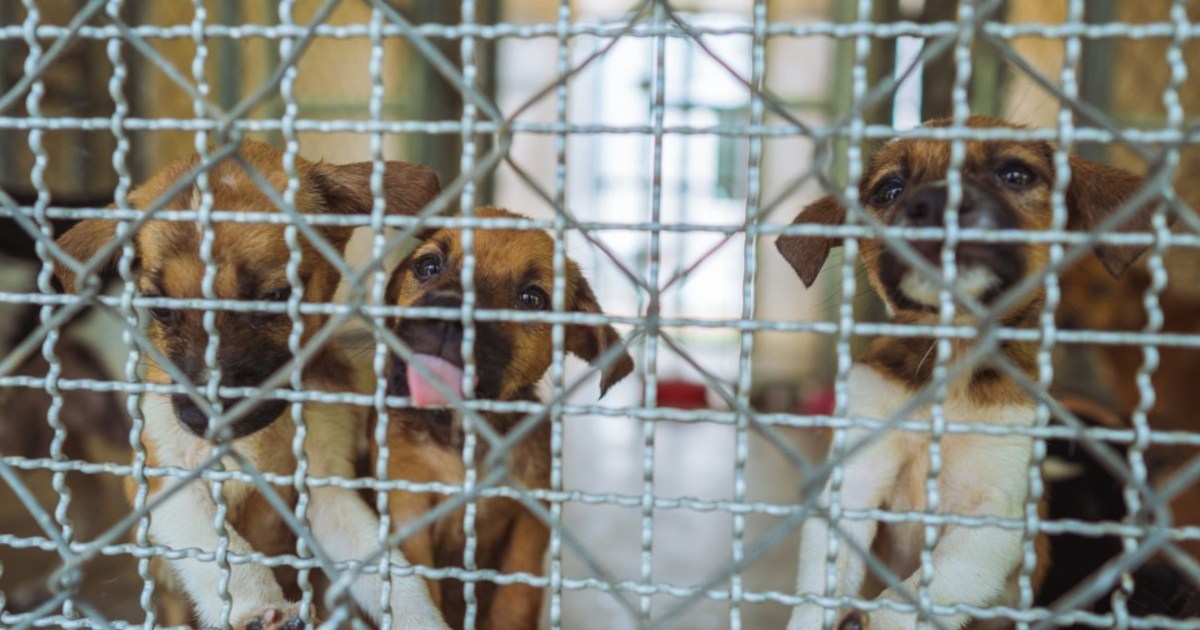 Humane Society's 'Horrible Hundred' Lists 15 Iowa Puppy Mills