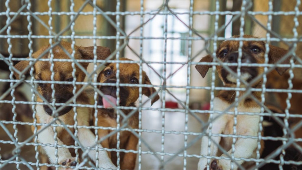 Young dogs in a cage at a puppy mill.