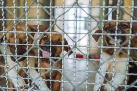 Young dogs in a cage at a puppy mill.
