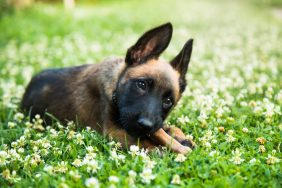 Portrait of a Belgian Malinois puppy posing outdoors.