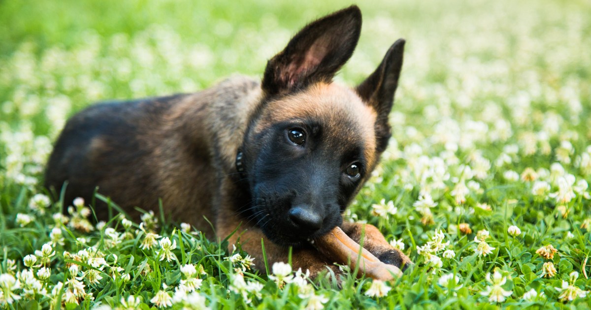 Belgian Malinois Puppy Pictures and Facts