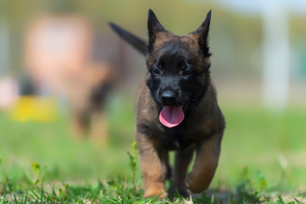 Portrait of a beautiful Belgian Malinois puppy with a very black muzzle.