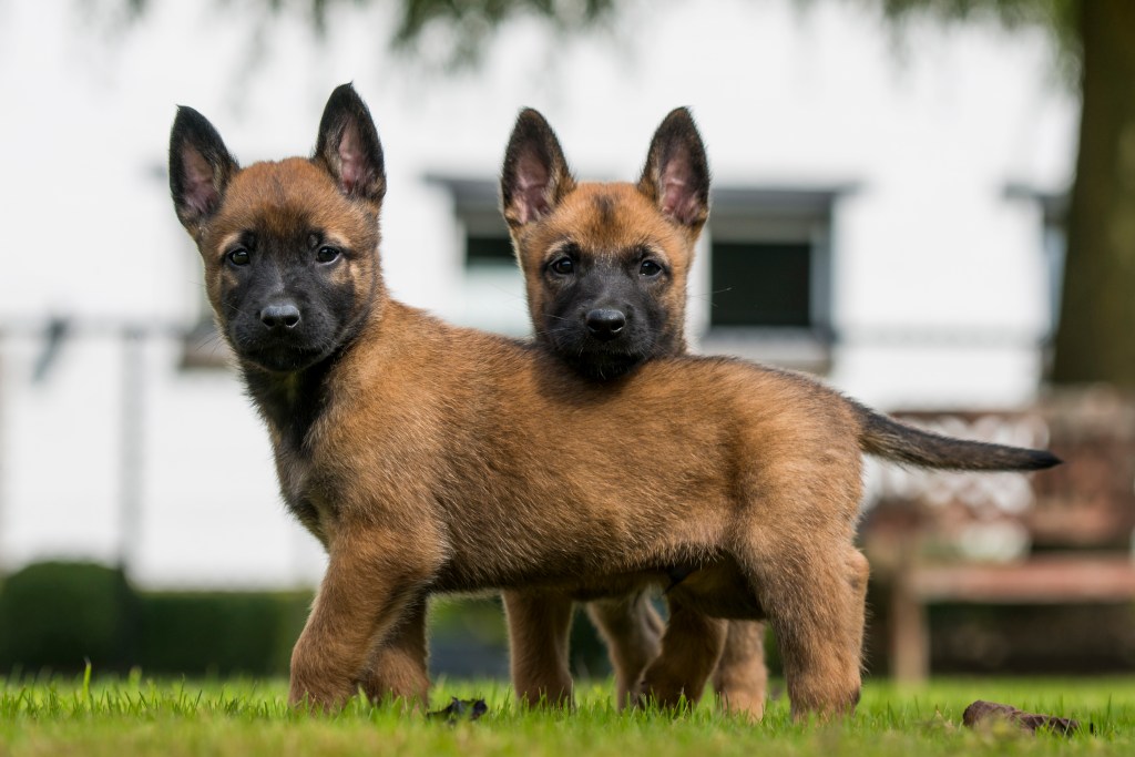 Two Belgian Malinois puppies outdoors.