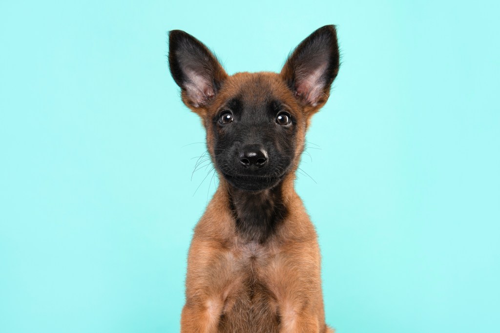 Belgian Shepherd or Malinois dog puppy looking at the camera on a turquoise blue background.
