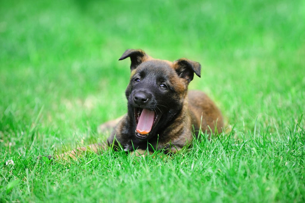 Young Belgian Malinois puppies in field.