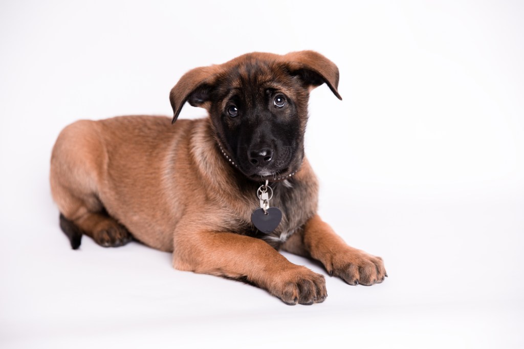 Belgian Malinois pup in the studio.