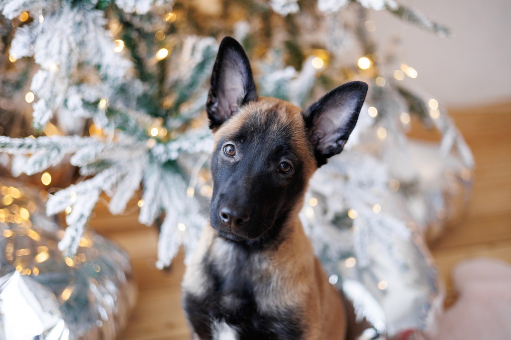 Cute Belgian Malinois puppy sitting near a Christmas tree.