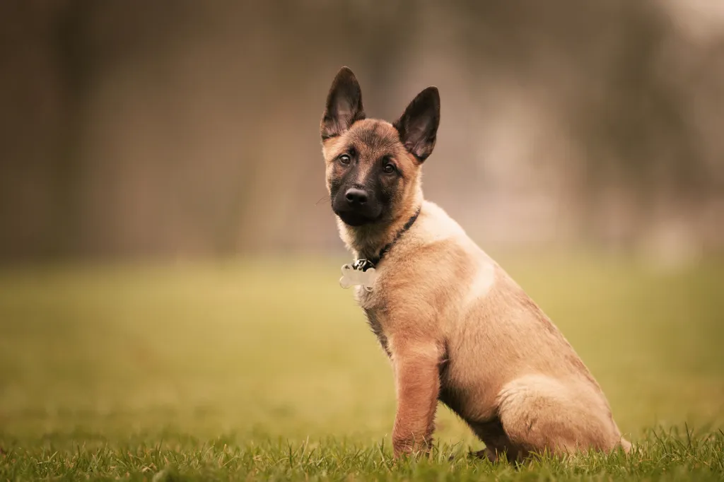 A selective focus shot of an adorable Belgian Malinois puppy outdoors during daylight.