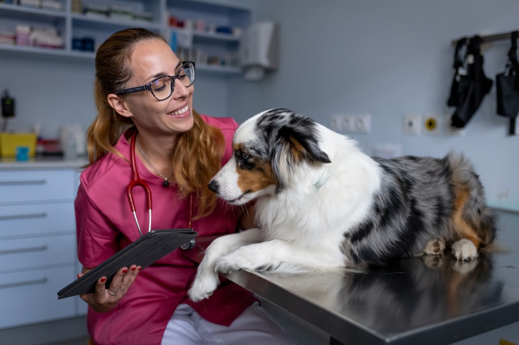 Chien atteint de spina bifida examiné par un vétérinaire.