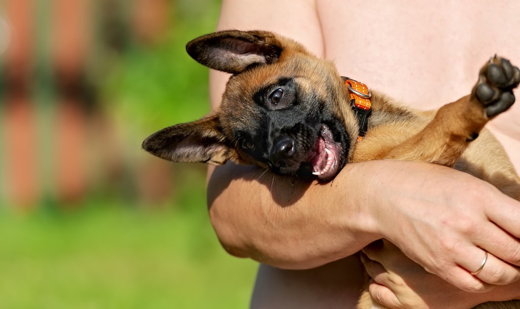 A man gently holds a small Belgian Malinois puppy in an orange collar.