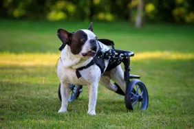 French Bulldog suffering from spina bifida on a dog wheelchair.