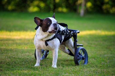 French Bulldog suffering from spina bifida on a dog wheelchair.