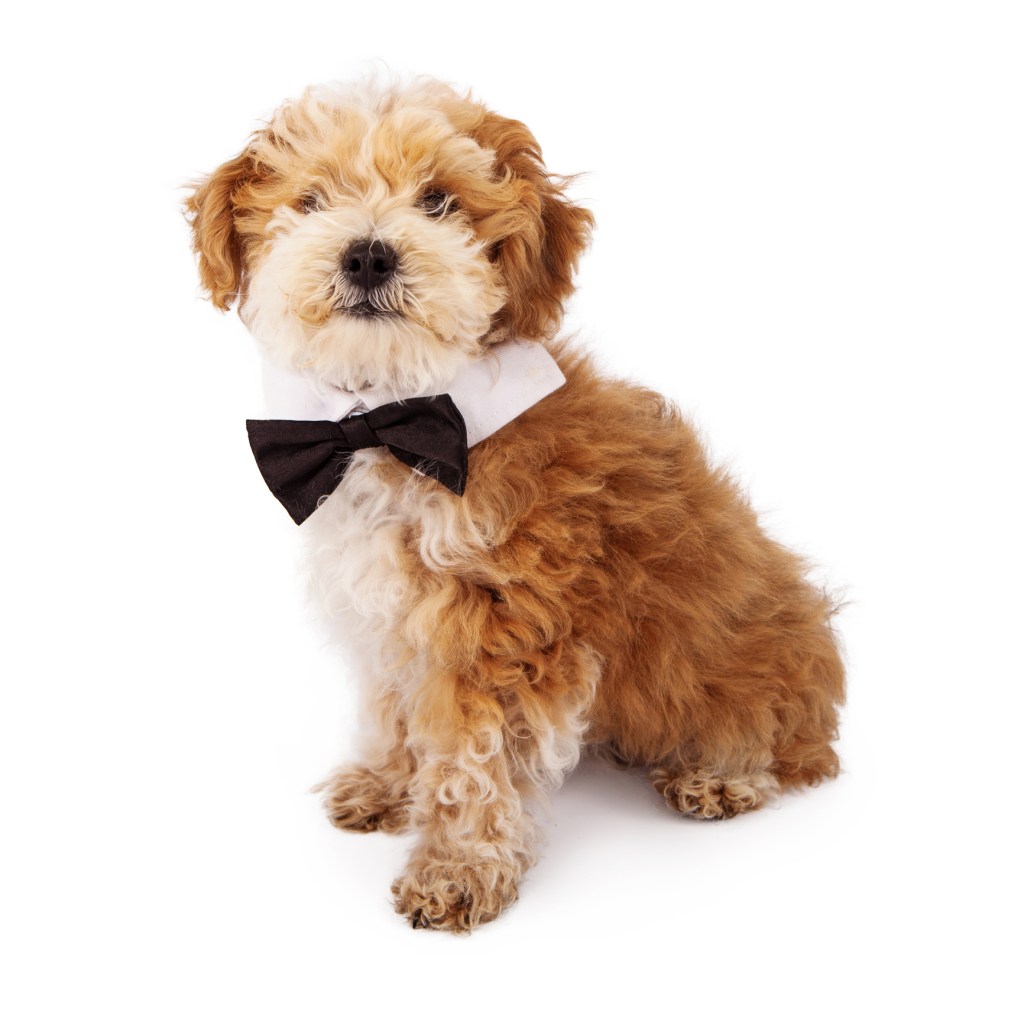 Adorable fluffy Havanese and Poodle mix eight week old puppy wearing a bow tie.