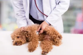 Vet examining Poodle dog suffering from mitral valve disease with stethoscope at clinic.