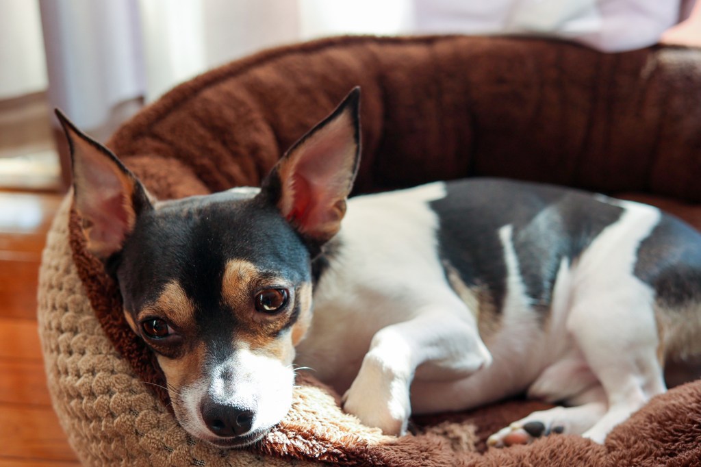 Chihuahua malade souffrant d'une maladie de la valve mitrale ou d'une endocardiose.