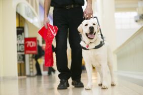 Service dog with owner in shopping mall, like Oregon dog stolen.