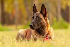 Belgian Malinois dog lying on the grass on a sunny day.