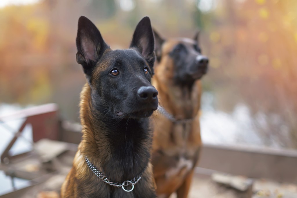 A serious young Belgian Malinois with a chain collar sitting outdoors near a river bank in autumn.