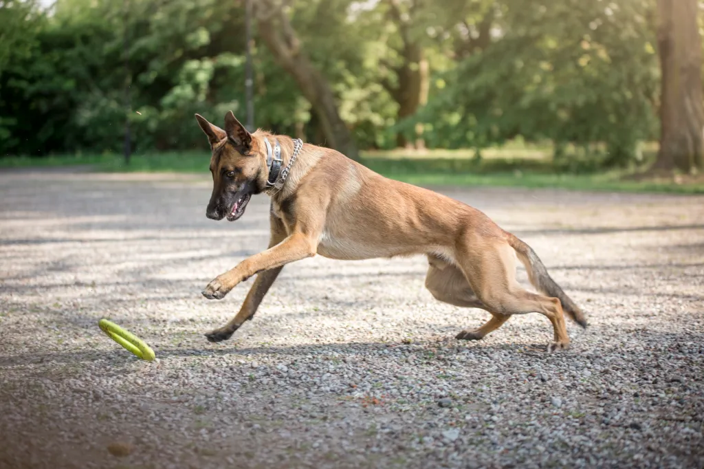 Belgian Malinois at play — a pro and con of the breed.