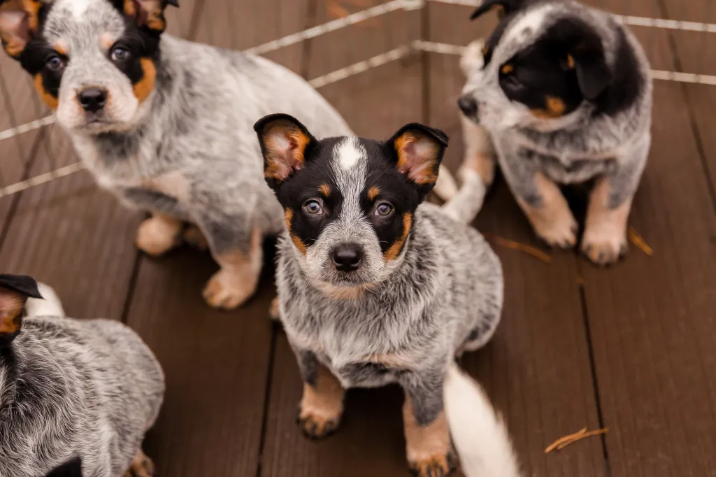 Australian Cattle Dog puppies — Blue Heeler — outdoors.
