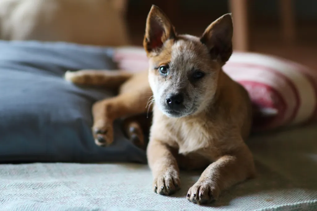 Red Heeler puppy looking at the camera.