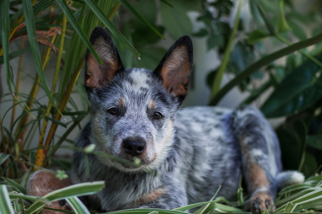 Australian Cattle Dog Puppy laying in the bushes looking at the camera.