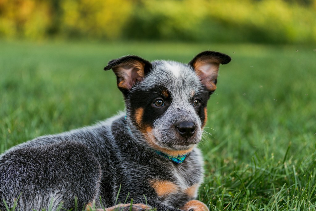 Portrait of Blue Heeler puppy sitting on grass.