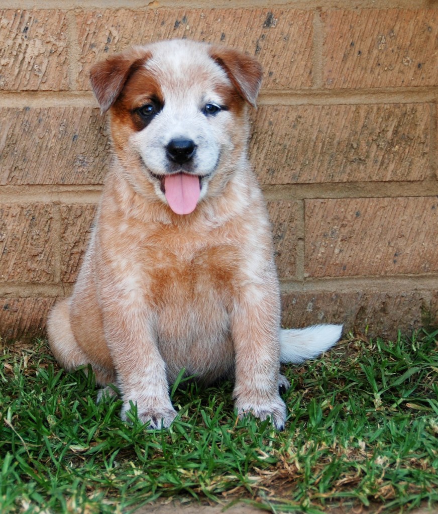 Cute Red Heeler puppy.