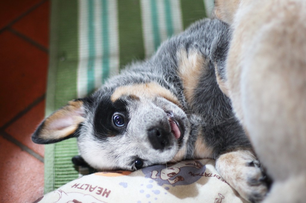 Australian Cattle Dog puppy playing with owner.