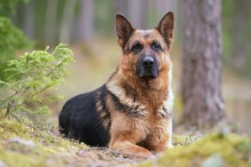 Serious black and tan German Shepherd Dog posing outdoors in a forest lying down on a ground in spring.