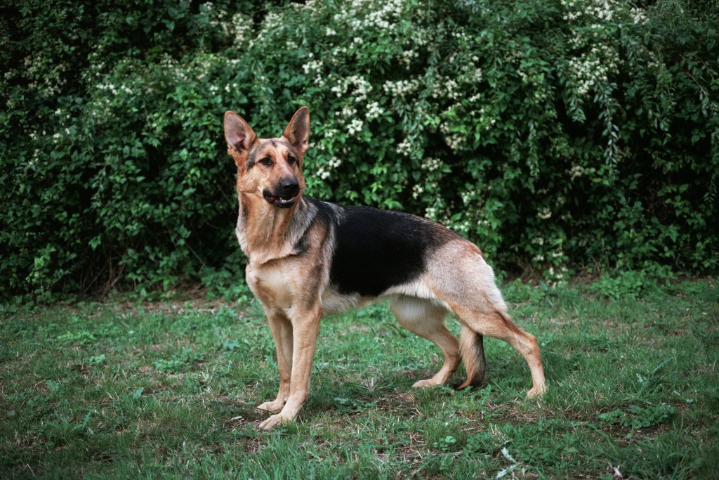 A beautiful German Shepherd or Alsatian dog.