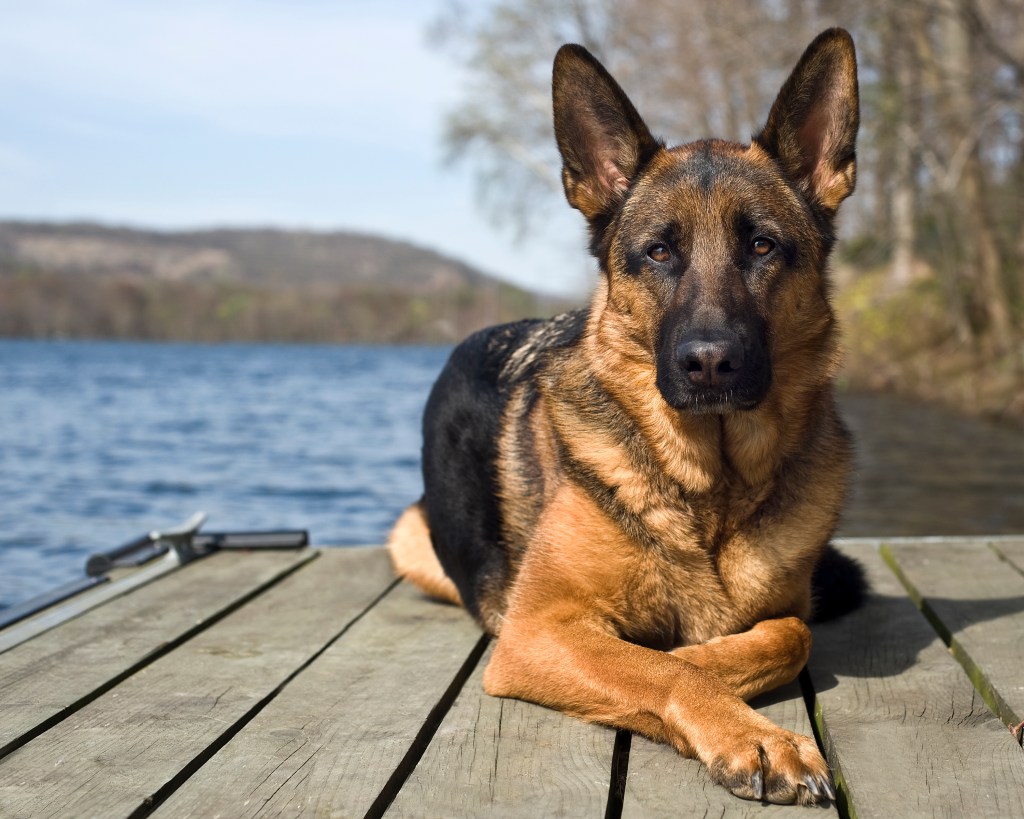 German Shepherd Dog sitting on jetty.