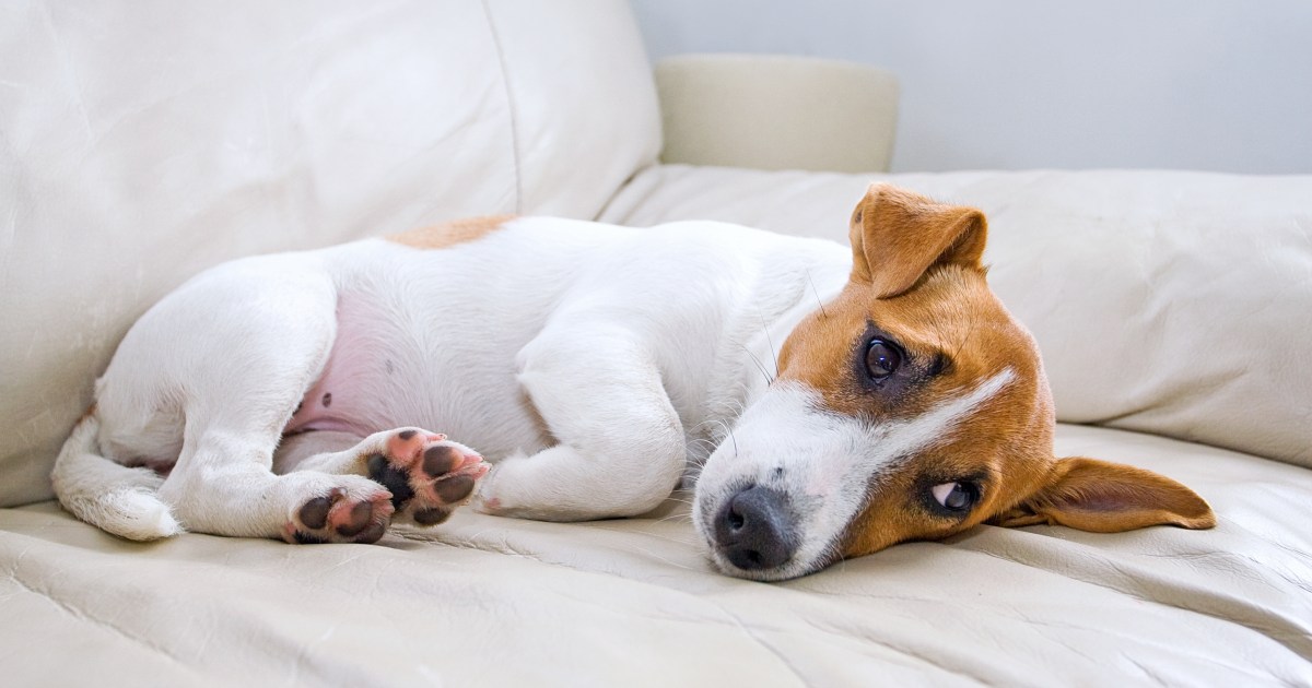 Amoxicillin for Dogs: Uses, Dosage, & Side Effects