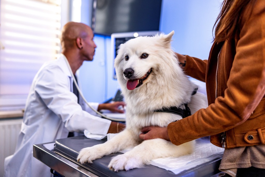 Un chien nécessitant de l'amoxicilline est examiné par le vétérinaire.