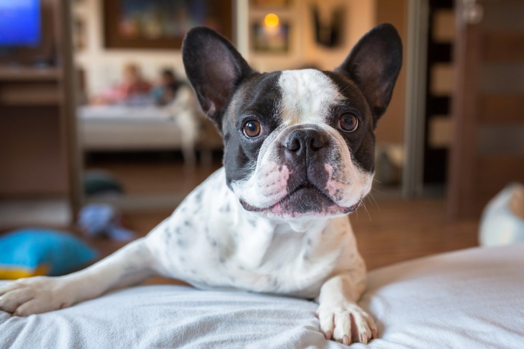 Adorable French Bulldog looking at the camera.