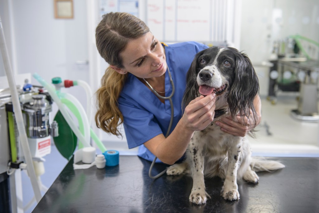 Portrait d'une infirmière vétérinaire avec un chien - qui a besoin de pénicilline - sur une table dans une clinique vétérinaire.